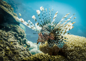 A lionfish looking for prey in the Andaman sea in Thailand