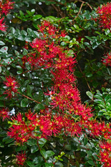 Obraz premium A flowering Metrosideros carmineus in a temperate house