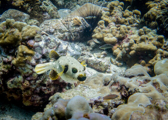 Curious puffer fish in the Andaman sea in Thailand