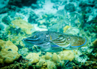 Fototapeta na wymiar Sea cuttlefish disguised as the color of the seabed in the Indian Ocean