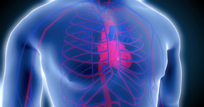 heart pulse 3D , heart scan, human body scan, heart scan, medical screen, blood circulation, medical tests