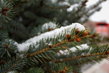 Naklejka na ściany i meble Snow on a pine tree branch. Beautiful nature background.