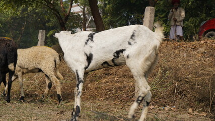 Obraz premium Sheep are grazing in farm