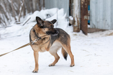 Disabled dog. Homeless dog that is missing one front leg