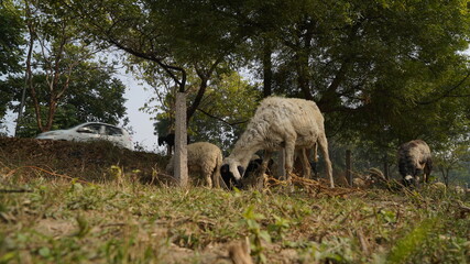 Obraz premium Sheep are grazing in farm