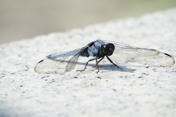 大理石の上のシオカラトンボ
