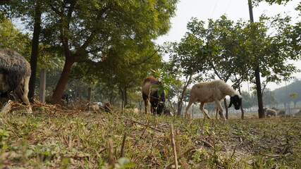 Sheep are grazing in farm