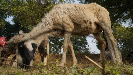 Sheep are grazing in farm