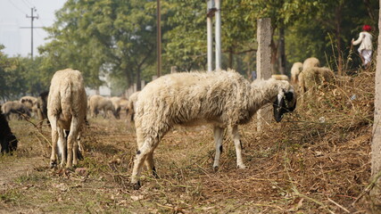 Sheep are grazing in farm