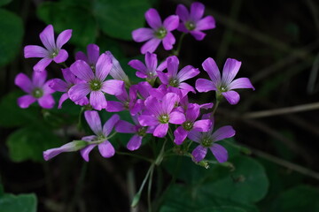 Fototapeta premium ムラサキカタバミの花