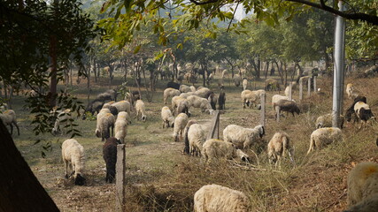 Obraz premium Sheep are grazing in farm