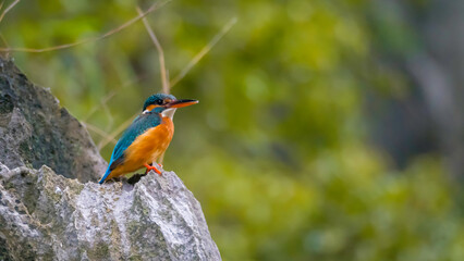 Kingfisher looks for prey from rock in national park vietnam