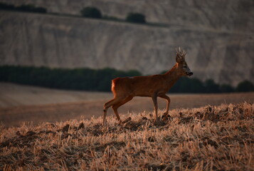 Deer in the fields