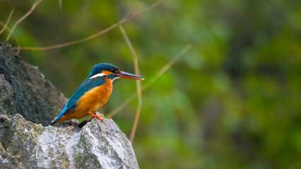 Kingfisher looks for prey from rock in national park vietnam