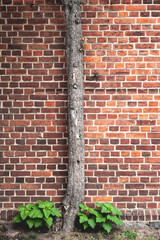 Drzewo przytulone do ściany budynku z czerwonej cegły