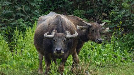 Family of water buffalo in Vietnam - Bubalus bubalis