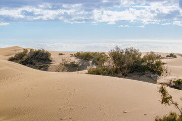 sand dunes on the beach