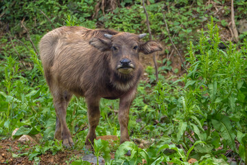 Family of water buffalo in Vietnam - Bubalus bubalis