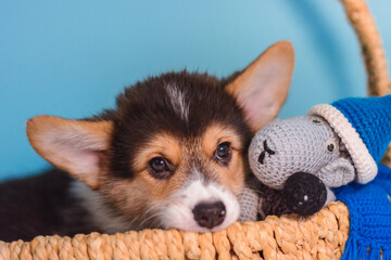 Photo of a Pembroke Welsh Corgi puppy in red, tricolor colors, for the exhibition on a gray background. friendly dog, smiling and happy