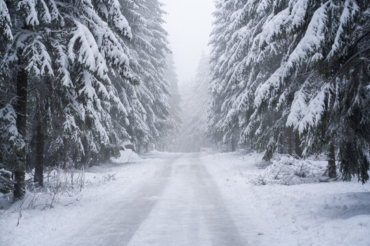 Shot Of Fir Trees Covered In Snow On An Icy Road During Cold Winter