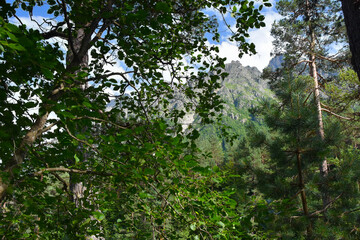 Mountain forest on a sunny summer day in the Tsey gorge, Russia, North Ossetia