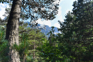 Mountain forest on a sunny summer day in the Tsey gorge, Russia, North Ossetia