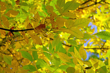 Branch of a tree with yellow-green leaves in autumn. selective focus.