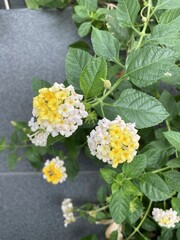 Lantana camera flower in nature garden