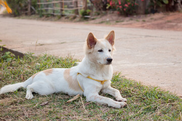 A white Bang Keaw dogs are waiting for their owners on the grass on the roadside.