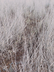 Dry grass background, straw texture
