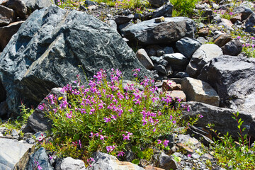 Pink flowers grow on a rock in the Tsey gorge, Russia, North Ossetia