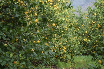 Lemon garden.Lemon trees with mature lemons.
