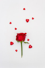Fototapeta na wymiar Red hearts and fresh fragrant rose isolated on white background