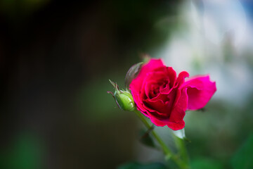 Select focus red rose flower blossom on soft natural background