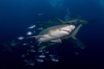 Obraz na płótnie Canvas Lemon shark - Negaprion brevirostris 