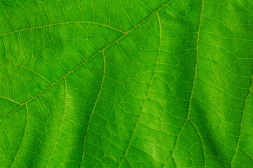 Green leaf  background texture, flat top view close up macro