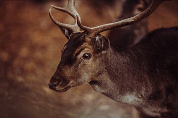 Junger Hirsch im Portrait