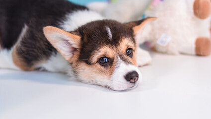 Photo of a Pembroke Welsh Corgi puppy in red, tricolor colors, for the exhibition on a gray background. friendly dog, smiling and happy