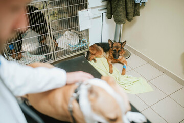 A sad sick German Shepherd is lying on the floor in a veterinary clinic