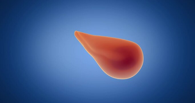 Pancreas x-ray style, internal organs 3D render, anatomy of the human body, blue background