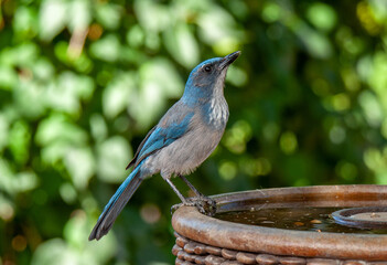 Woodhouse's Scrub Jay