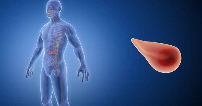 Pancreas x-ray style, internal organs 3D render, anatomy of the human body, blue background