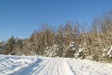 Edge of the Snowy Forest
