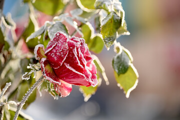 Red rose in crystals of frost on a frosty morning. Very soft selective focus. A rose frozen in the...