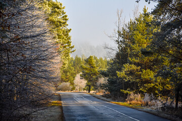 road in autumn forest
