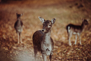 wildes Reh im Portrait