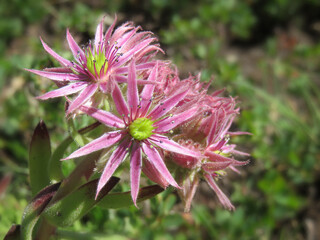 Obraz premium Joubarbe des montagnes, plante grasse sauvage rose