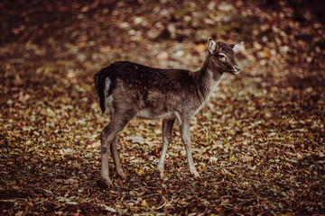 wildes Reh im Portrait