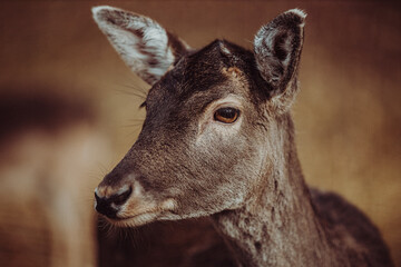 wildes Reh im Portrait