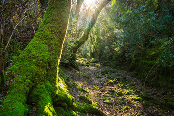 Beautiful old river in the middle of the forest. Enchanted forest with a dry riverbed in Beselgas, Serra de Aire